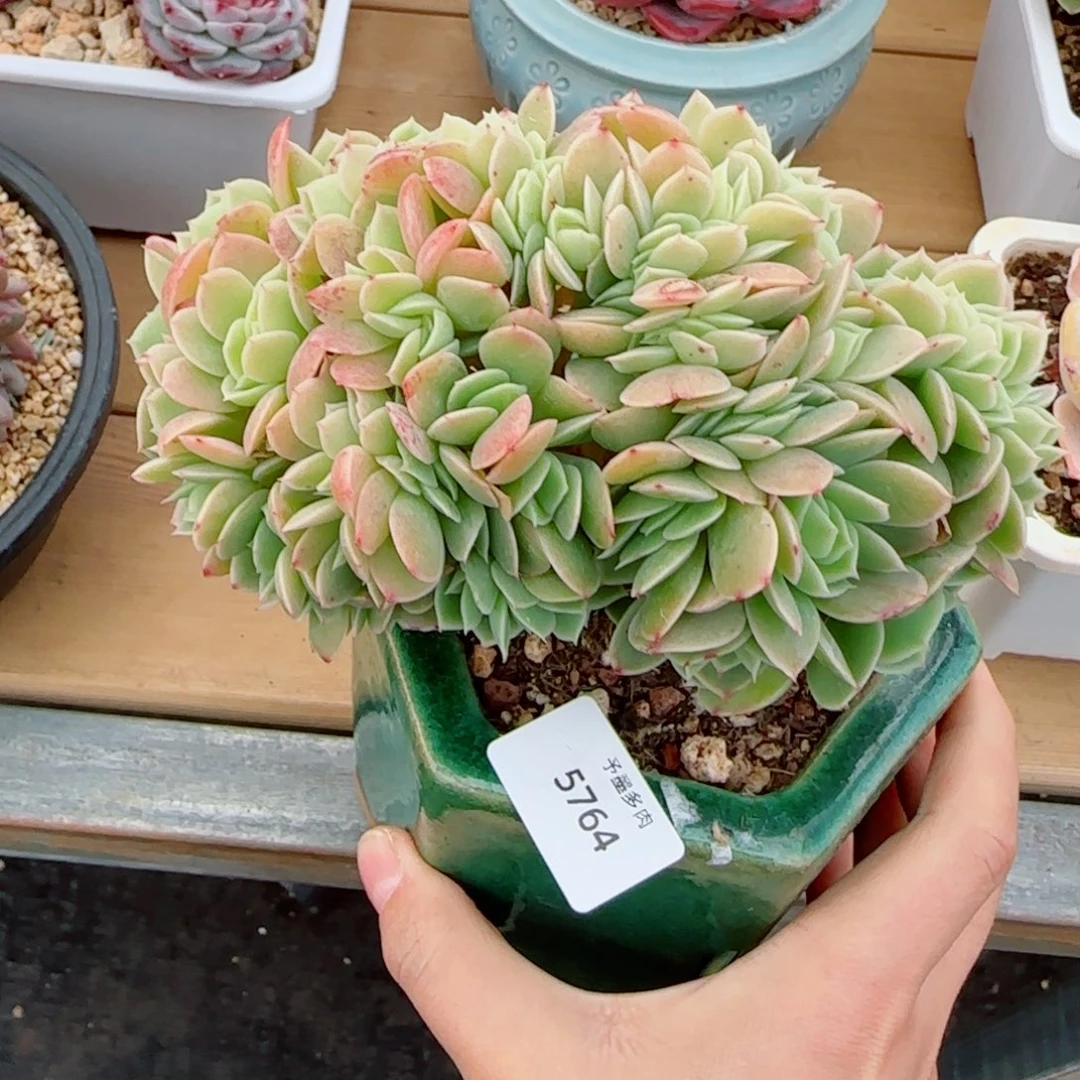 星娜塔缀化，5764多肉植物