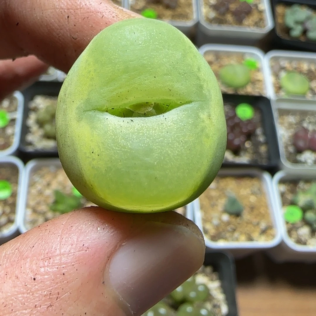 2.3+漂亮多肉植物85
