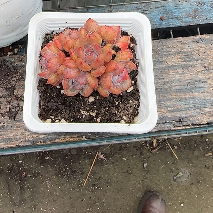 青蛙王子儿童牙膏套装11