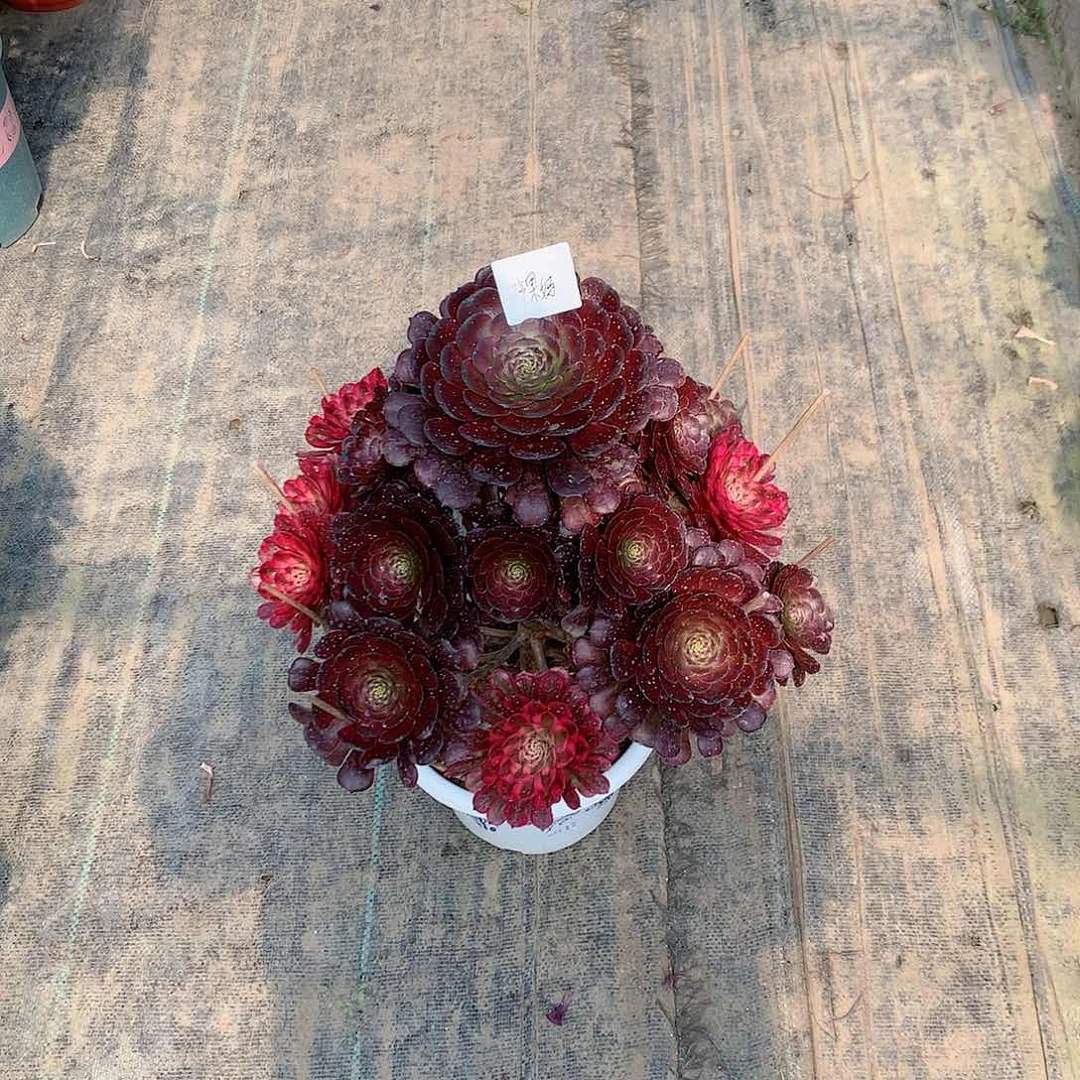 【闪购商品】苹*妈黑萝莉阴阳，多肉