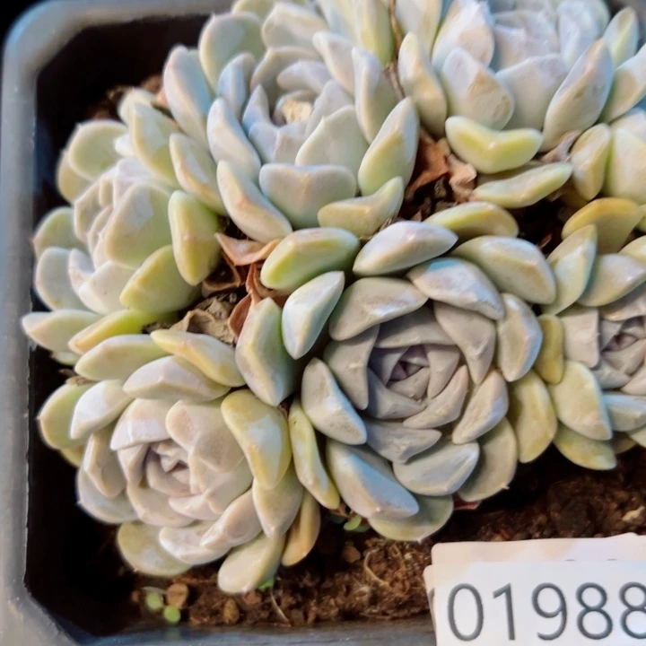 幸运的是我还在努力地