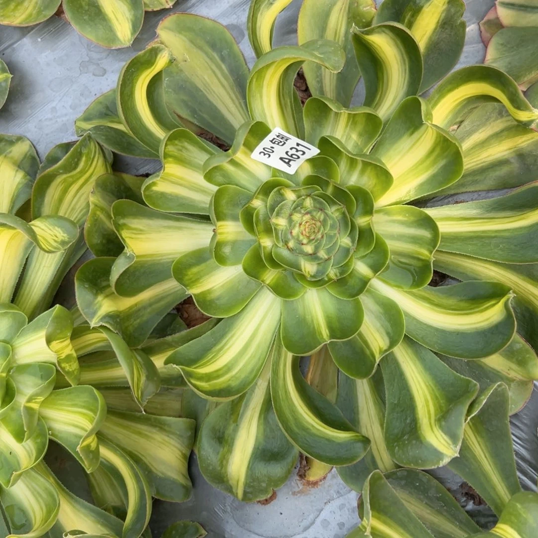 阿**！631 多肉法师断枝