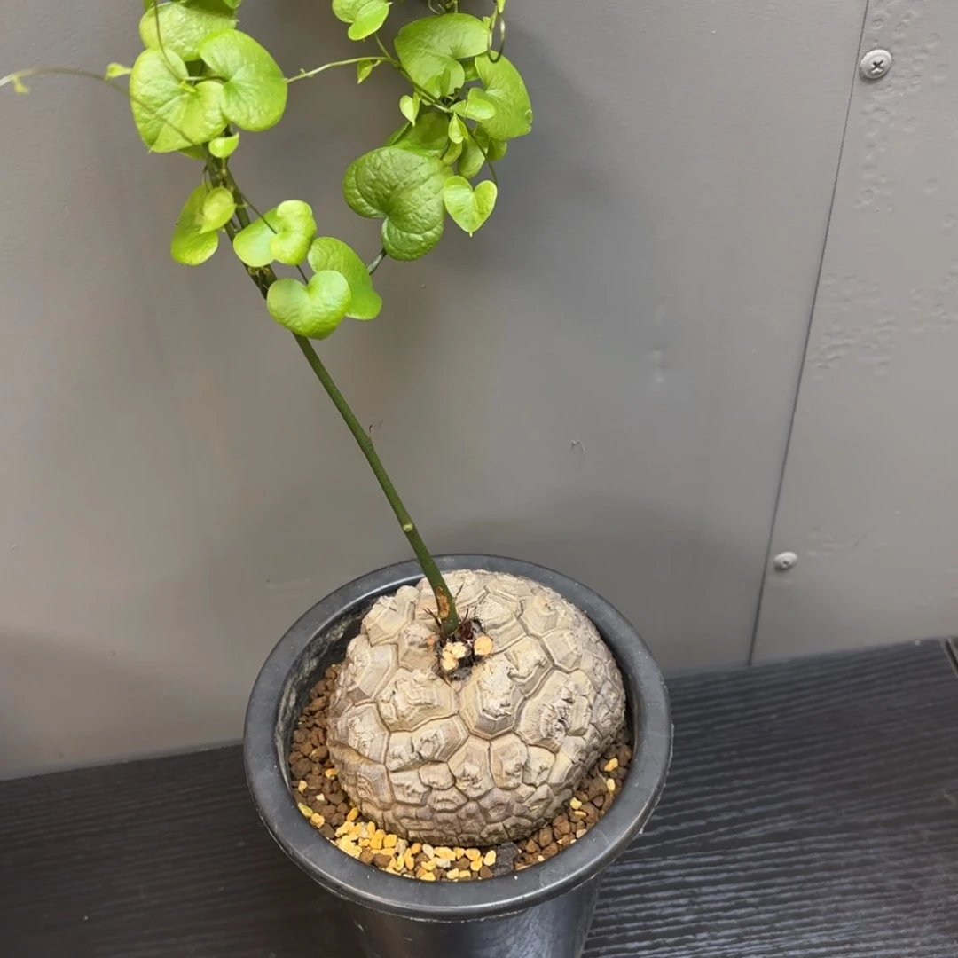 5号日系南非龟甲龙带盆