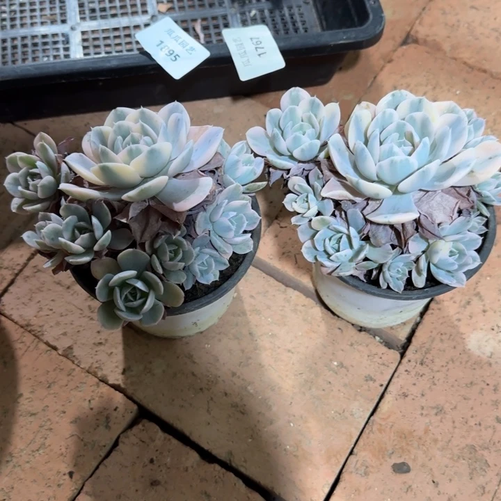 鲁氏锦手捧花多肉植物
