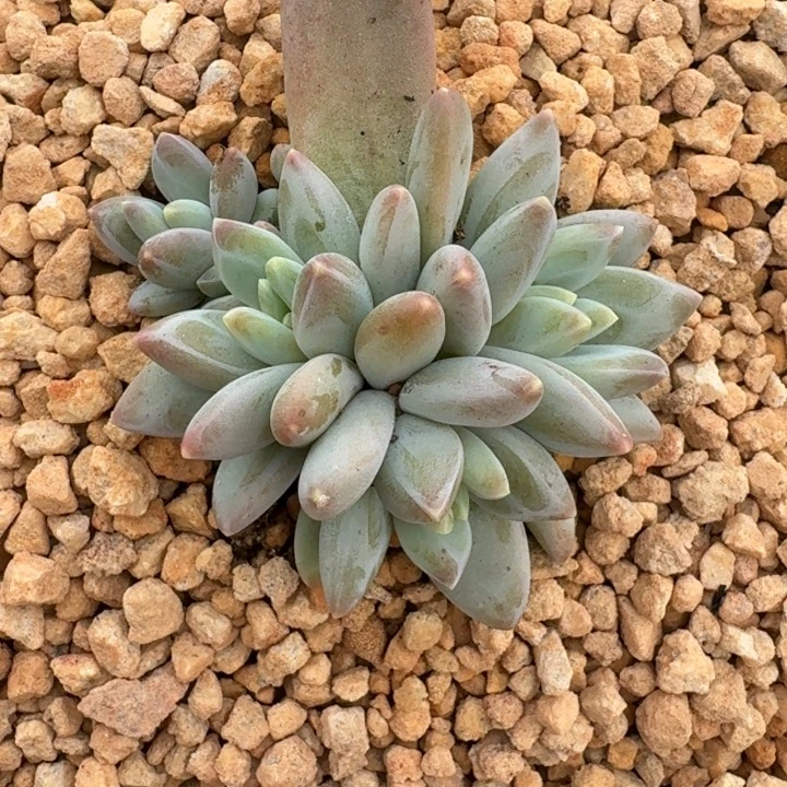 波光 群生 一物一拍