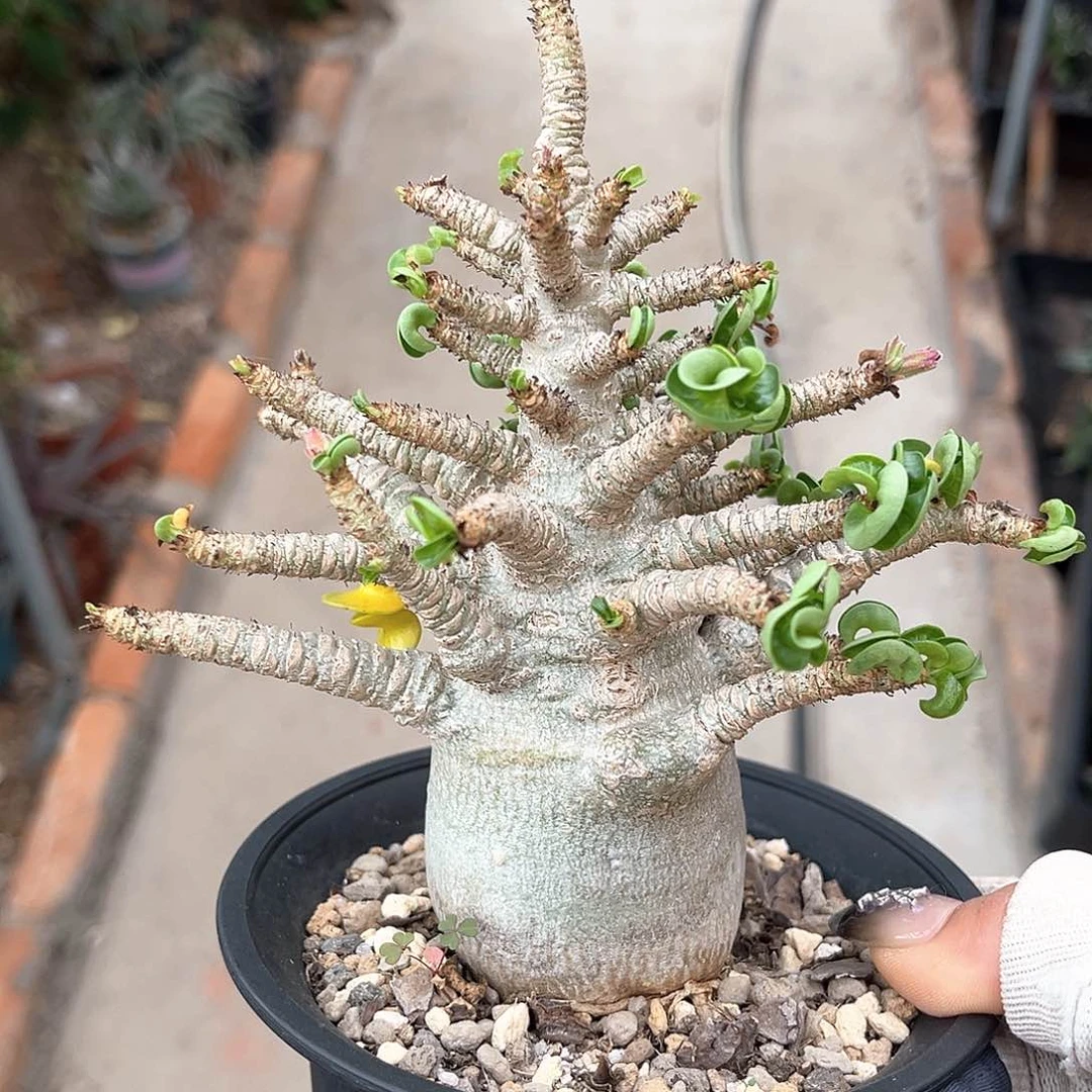 潮流植物 优选 卡汗羊角卷叶沙玫