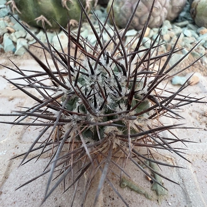 逆豹。一代侧。福利