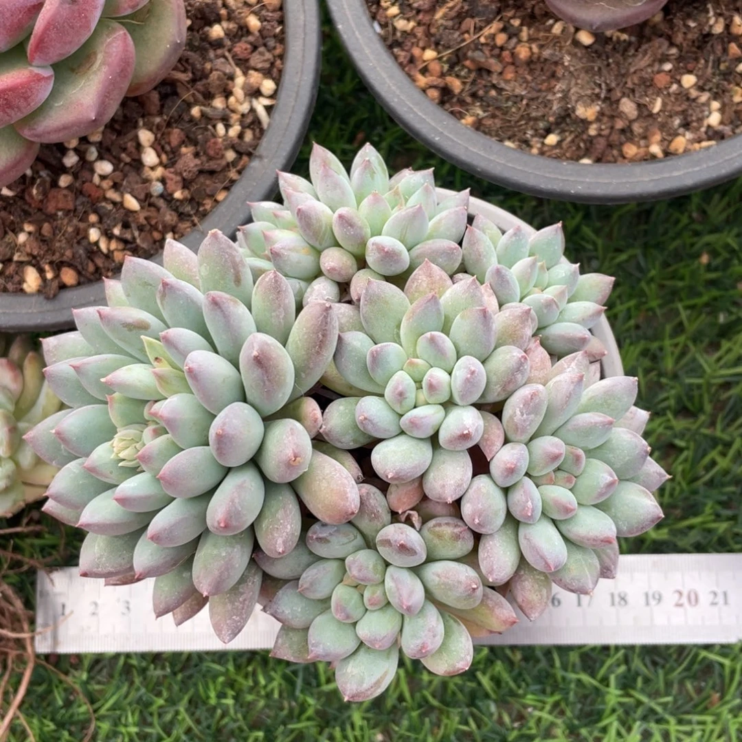 冰激淋冠幅13 公分一物一拍