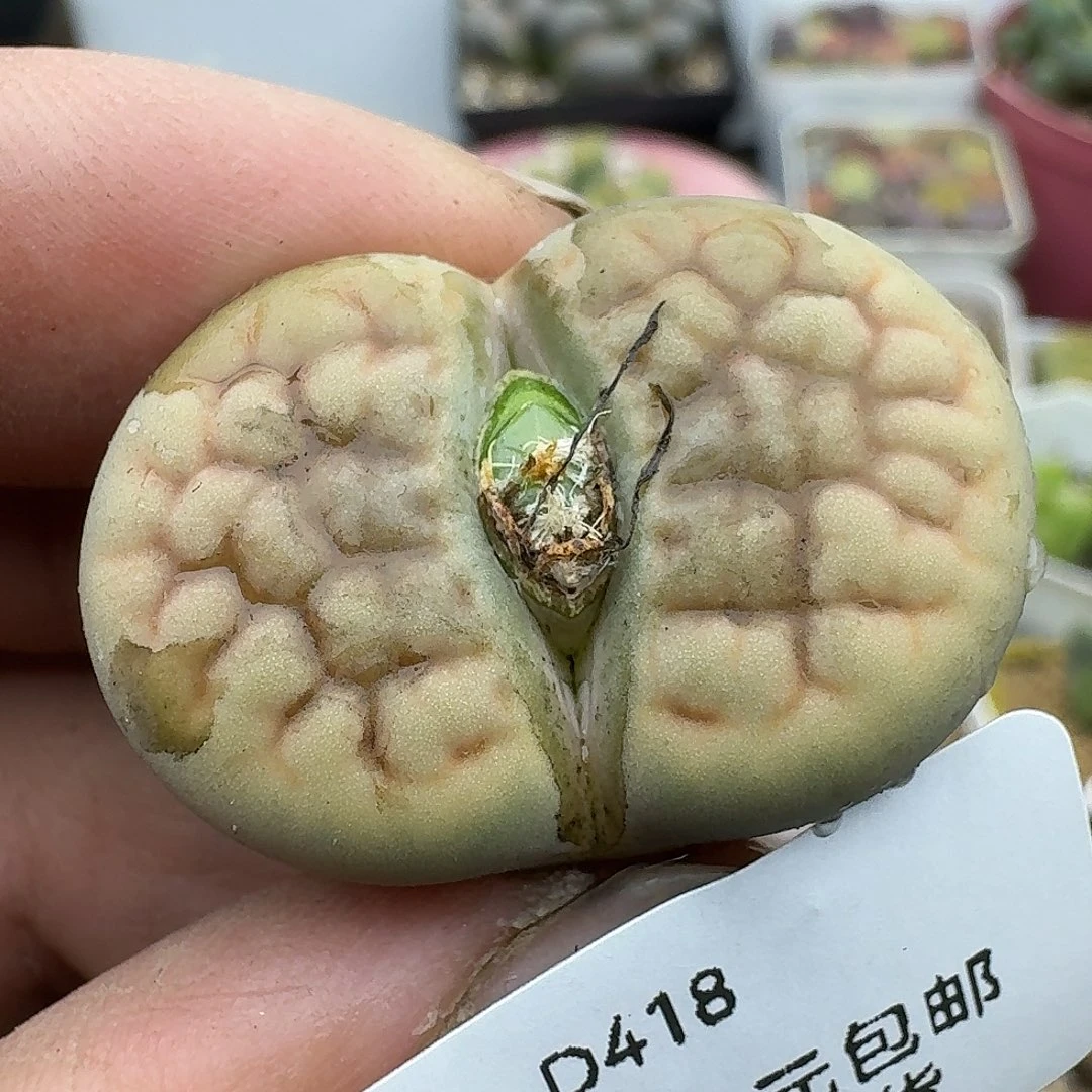 418多肉哈哈哈哈哈哈哈