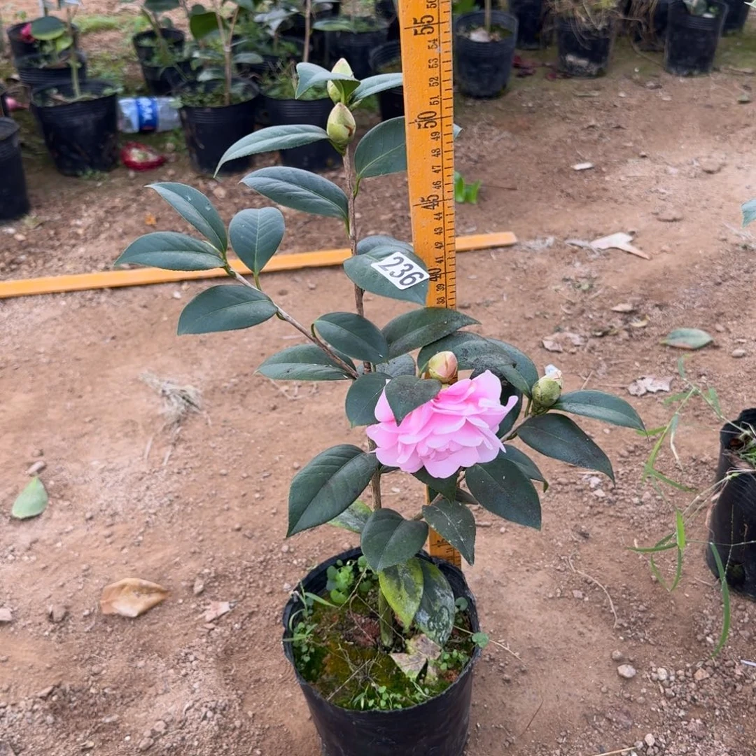 少量花朵（建议范围：2朵-5朵 或40%以下）236乌马克