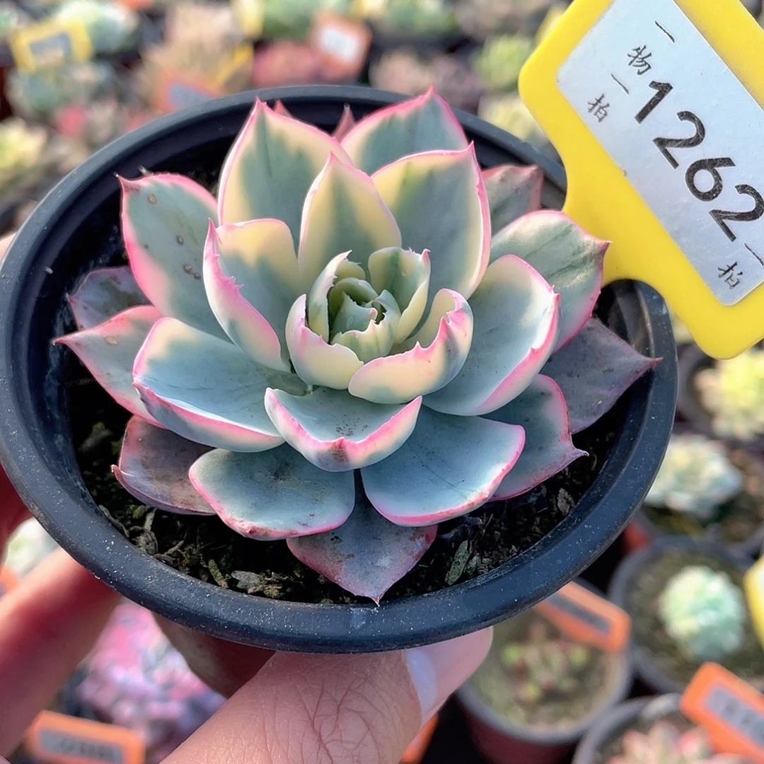 阿美星锦1262号多肉