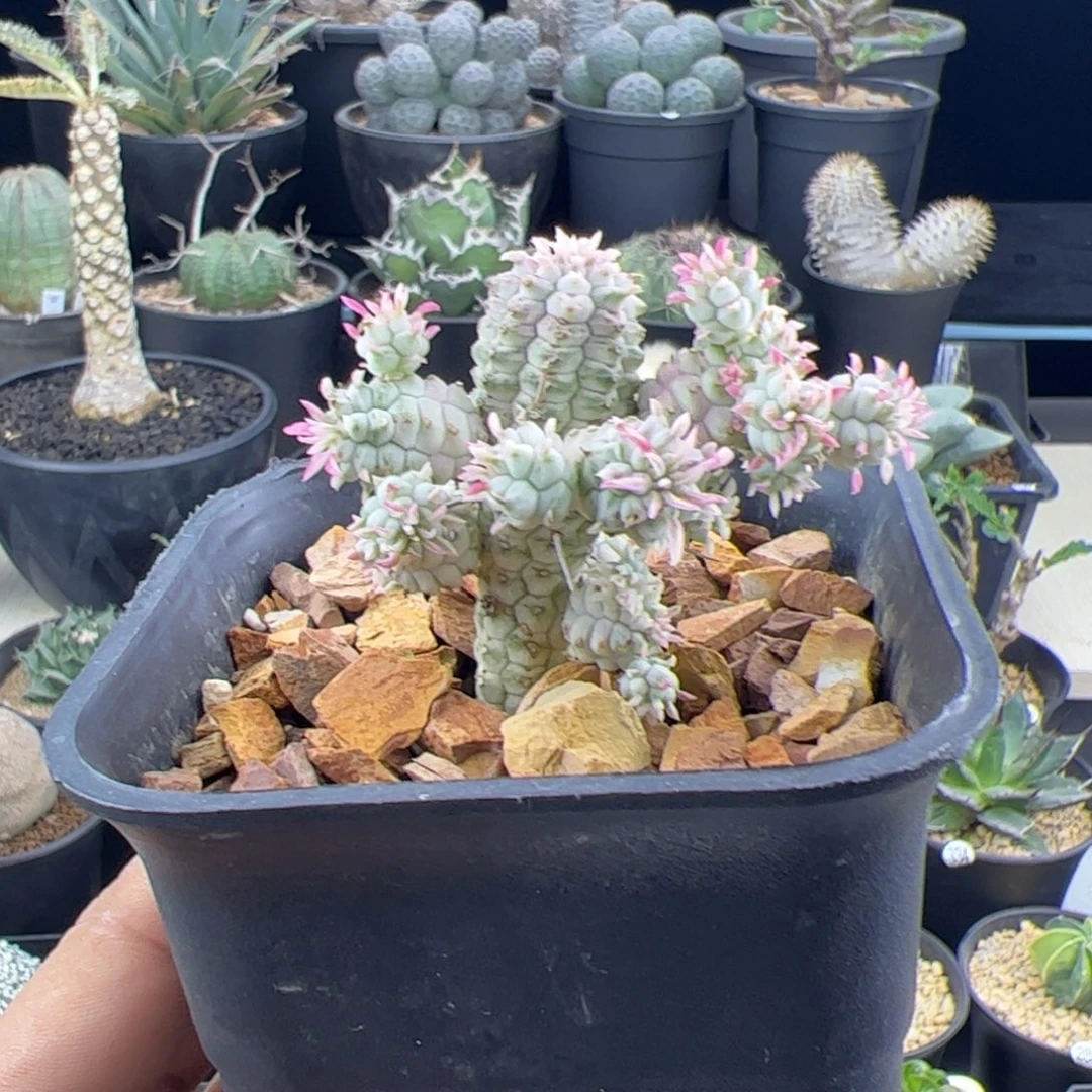 白桦麒麟大戟一物一拍