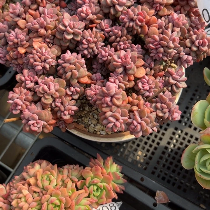 幸运儿是个好孩子呀哈哈