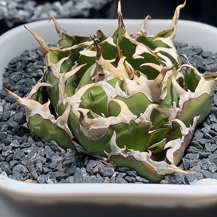 无花朵龙舌兰仁王冠白鲸