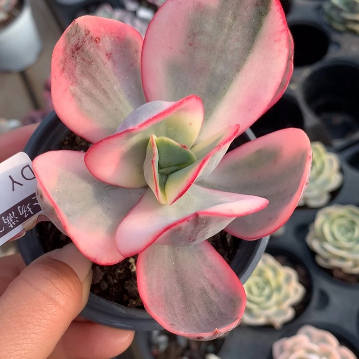 瑞碟锦多肉植物的