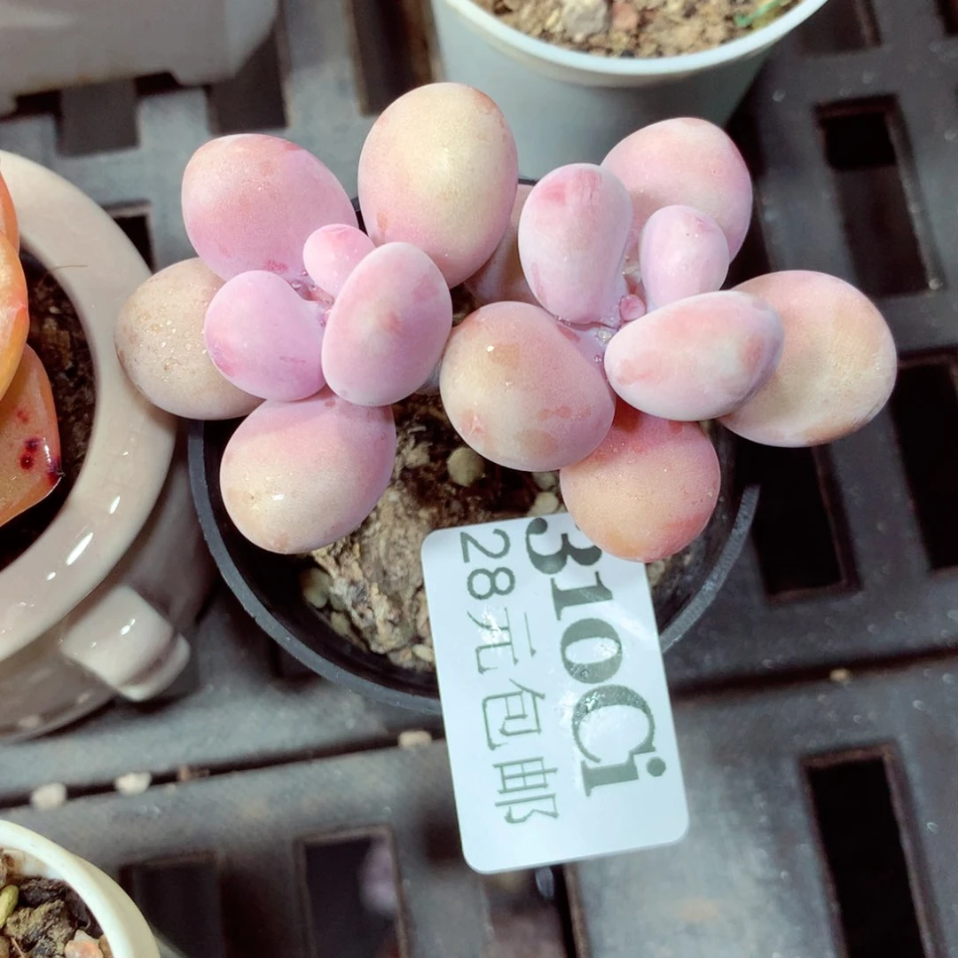 5厘米盆精控多肉310