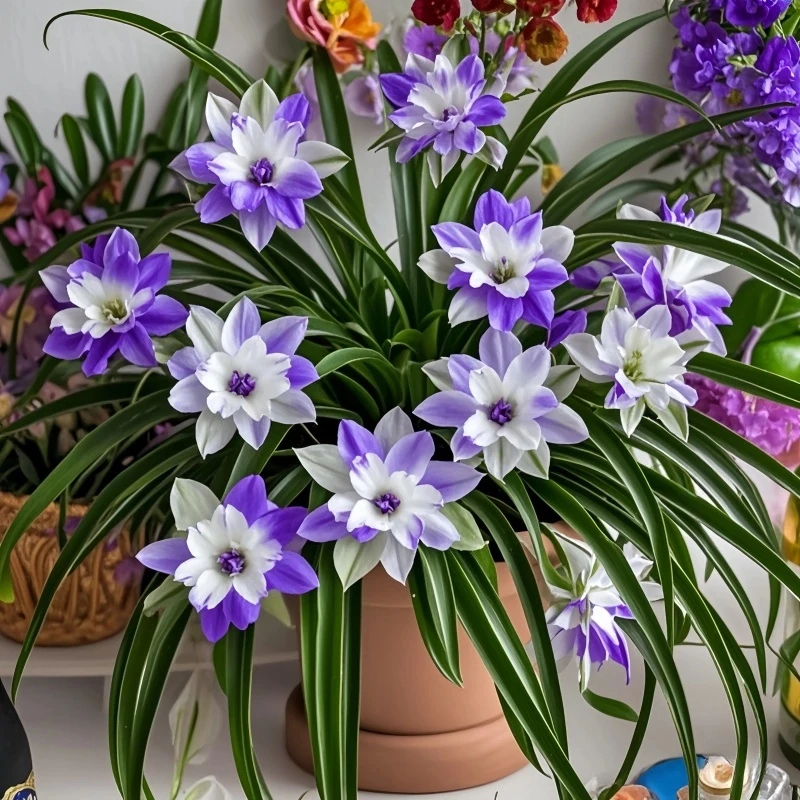 【新品】浓香型金边吊兰种球大花重瓣花卉绿植盆栽四季可种耐寒耐热