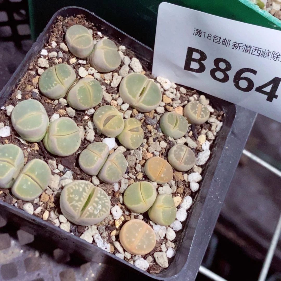 琳*我的小姐姐们都是864