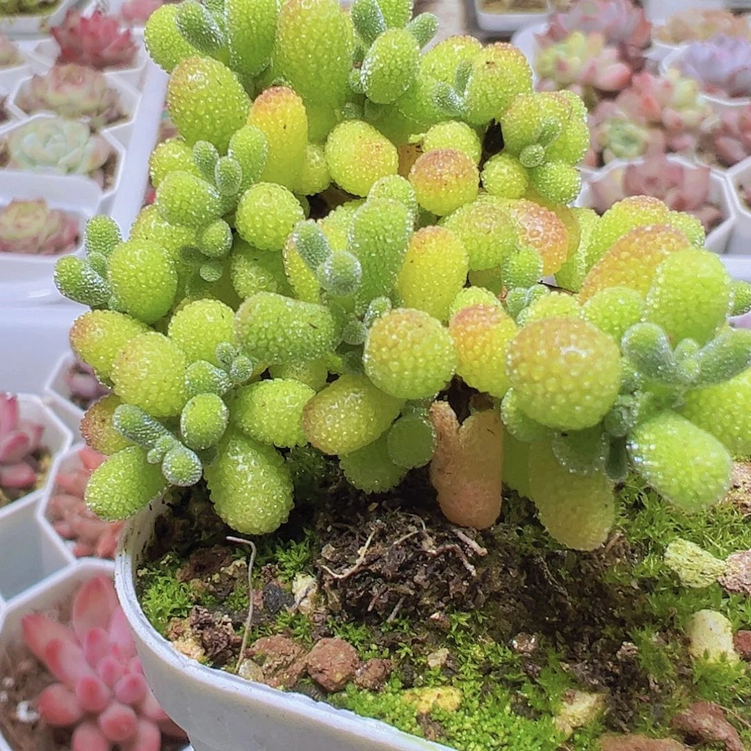 翡翠枝干19包邮多肉