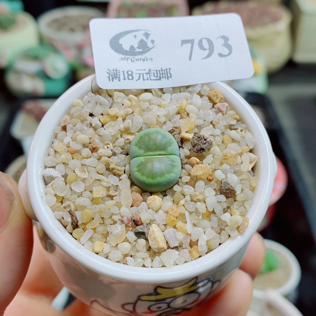 生石花花花花花花花793