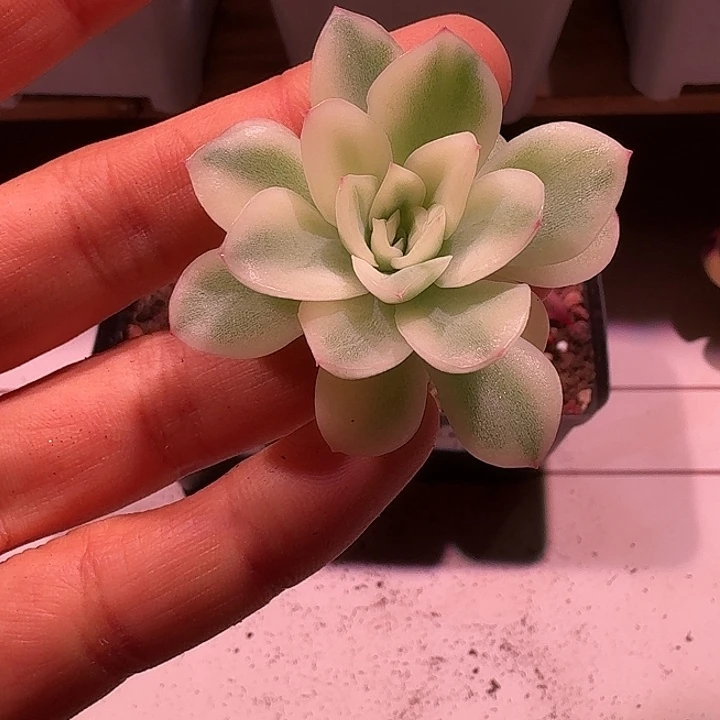 寒酥锦锦锦锦锦锦