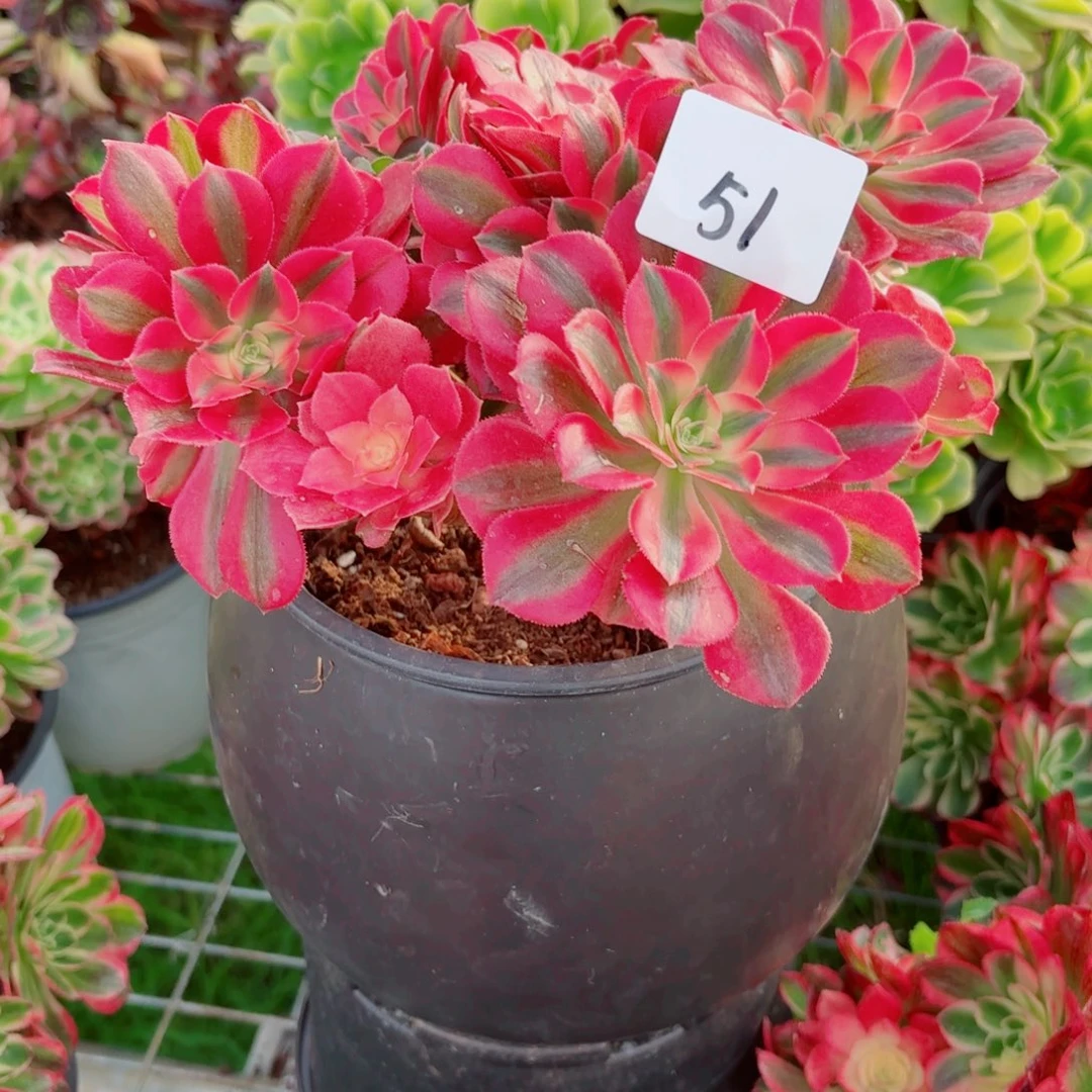 一物一拍多肉法师51