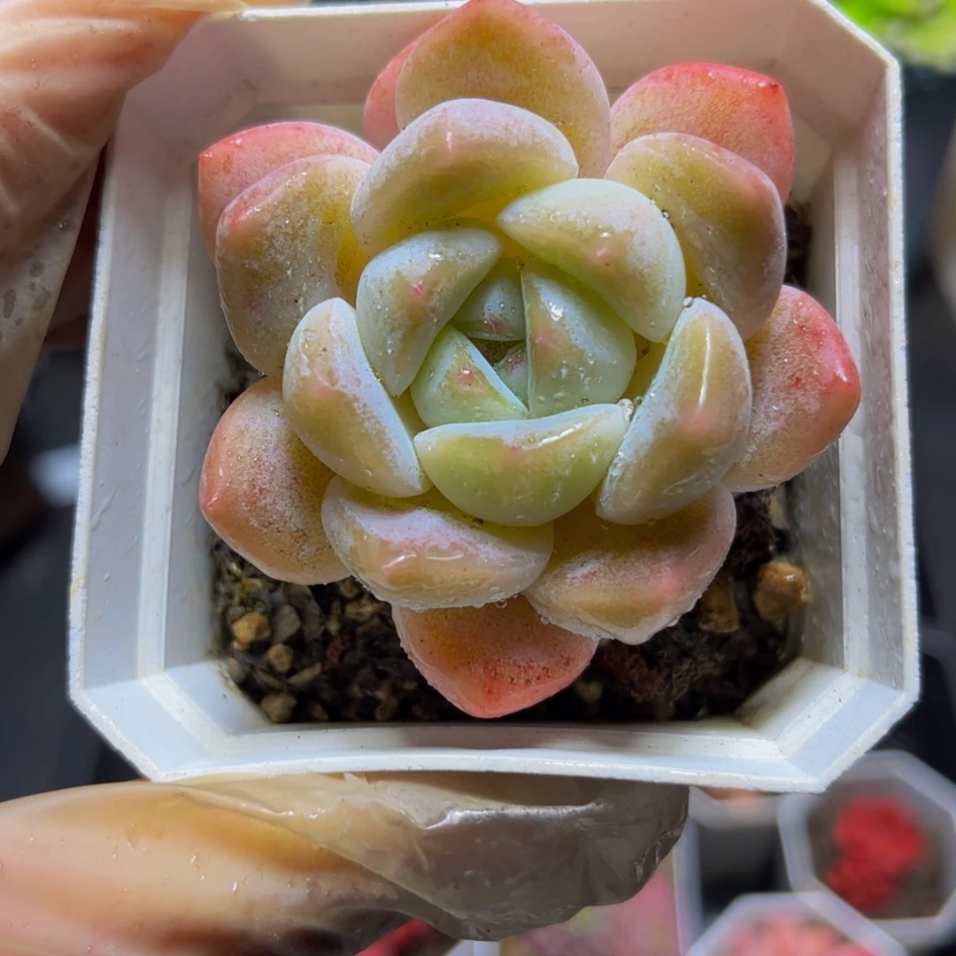 243冰玉5.5厘米多肉