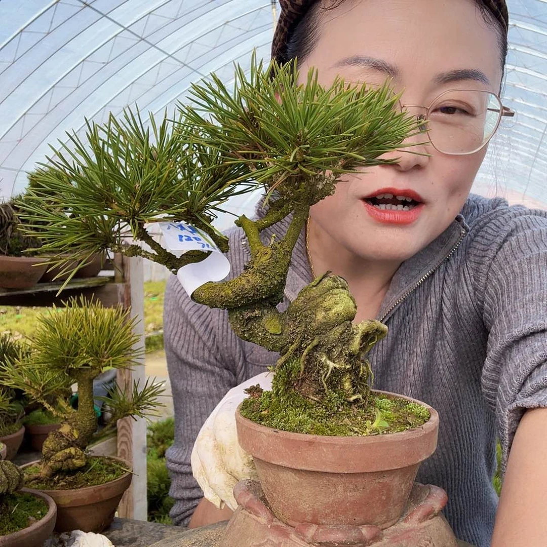 八*鱼三河黑松盆景