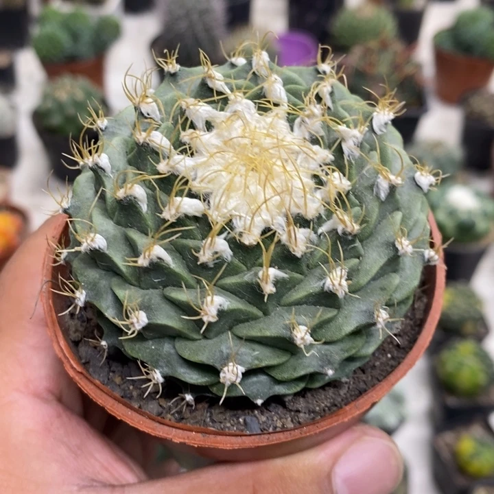 蒂冠特价福利特价