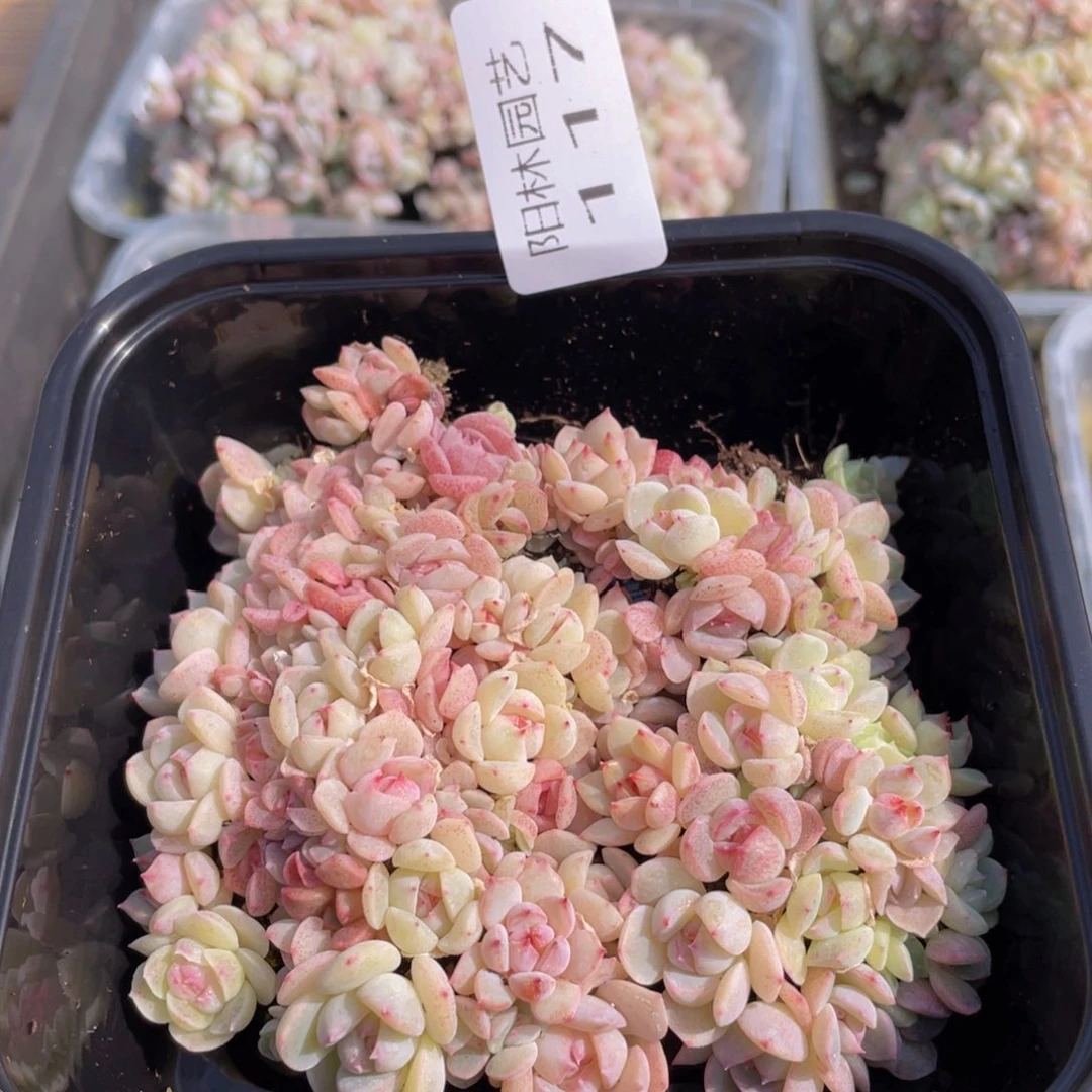 多肉植物多肉植物117