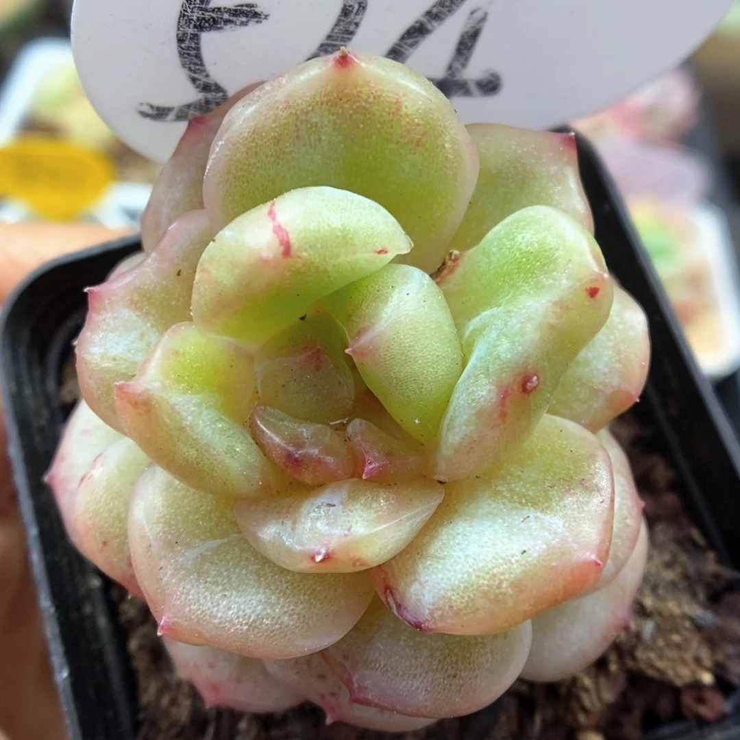 白雪珍妮石化可拍524号。
