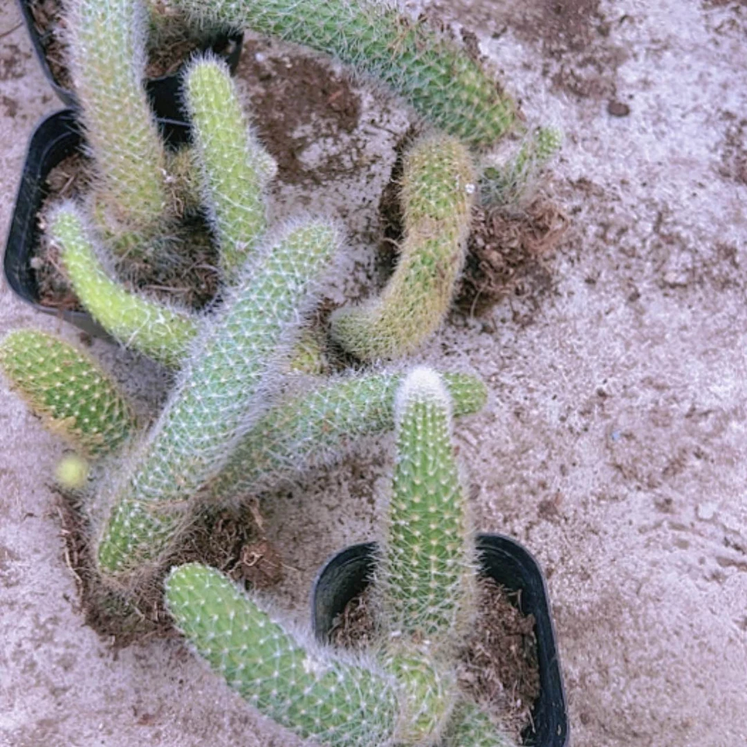 【闪购商品】6盆九尾狐千元不拍