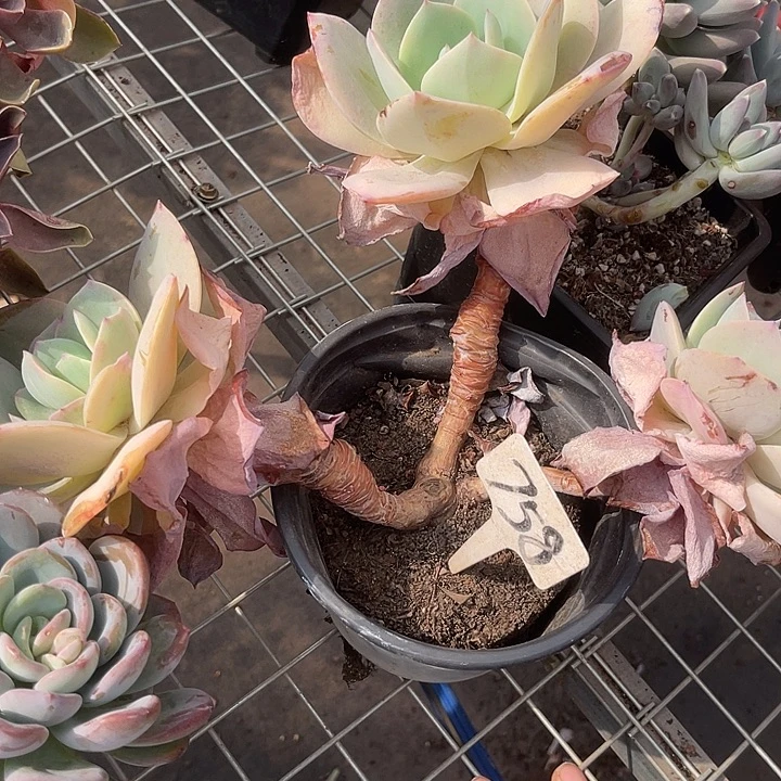 两单包邮，一物一拍758