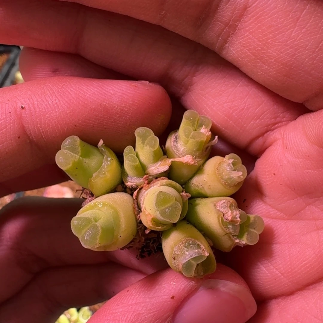 T****n精品大甩卖9.9 多肉