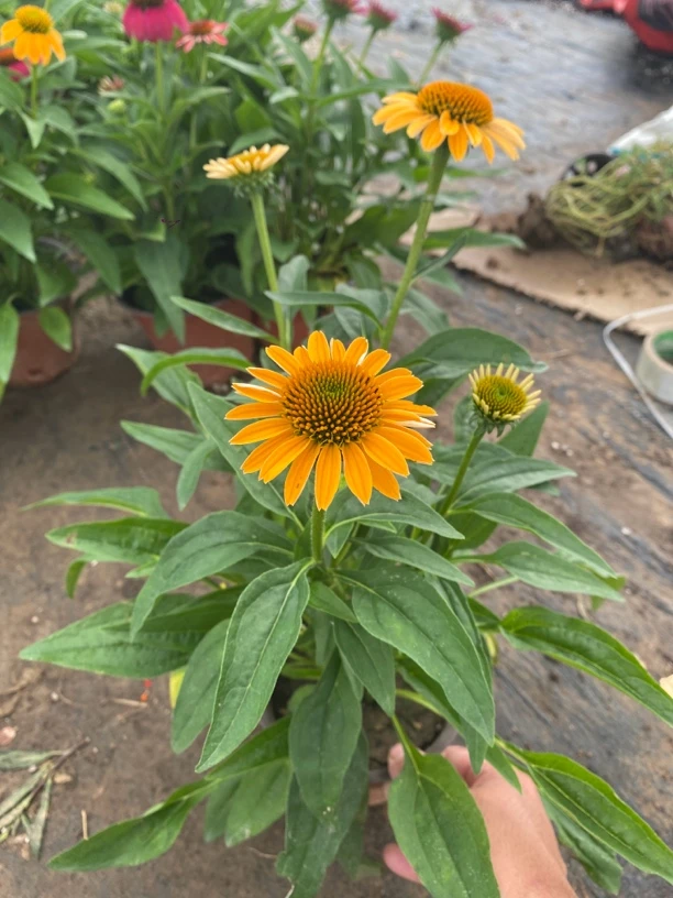 进口松果菊盆栽多年生花卉好养庭院地栽花镜耐寒耐热植物盆栽