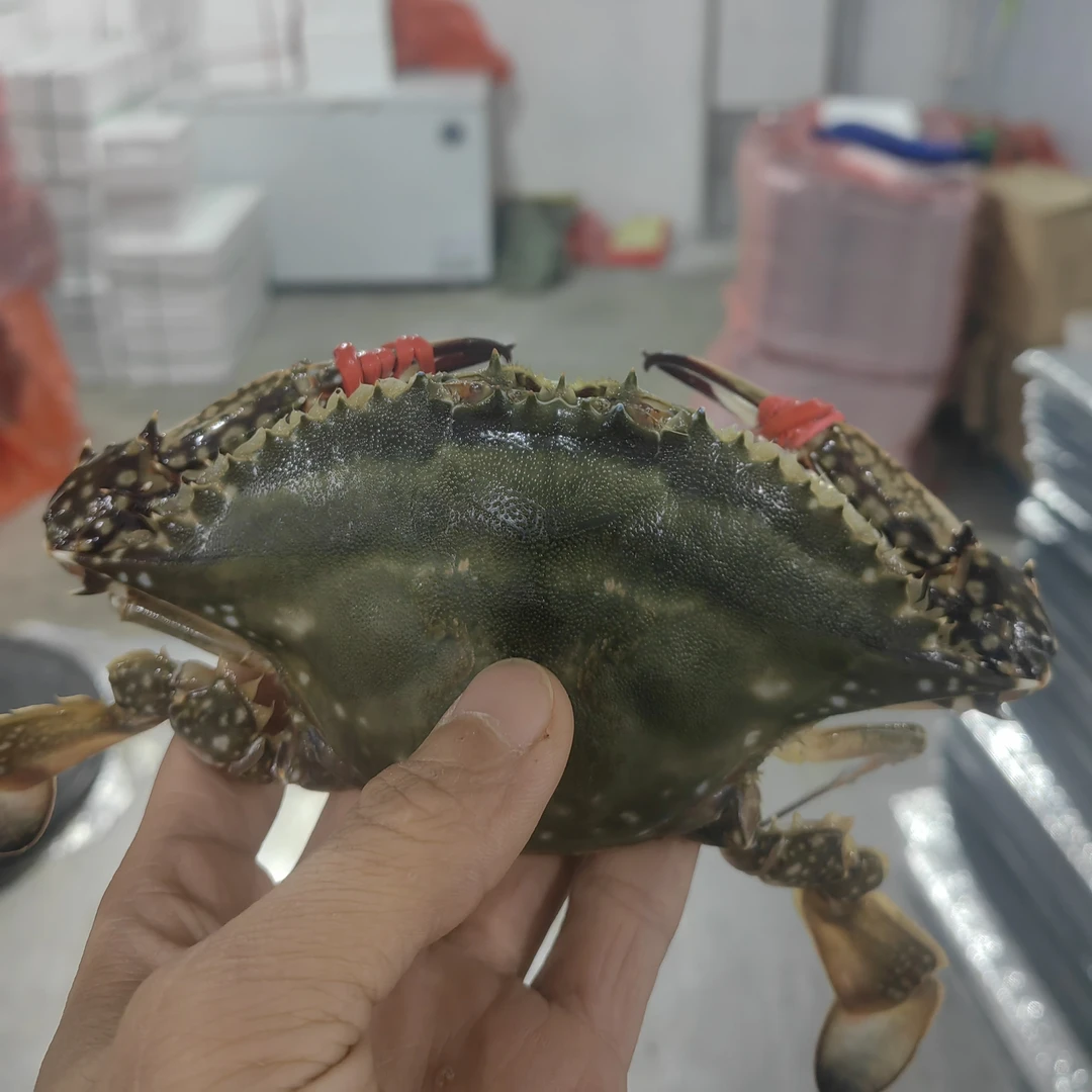 东港姑娘梭子蟹3斤单只2-3两左右【保鲜不保活】不保全腿大小不均匀