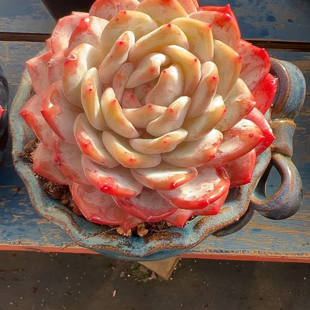 素***花橙梦露一物一拍多肉植物