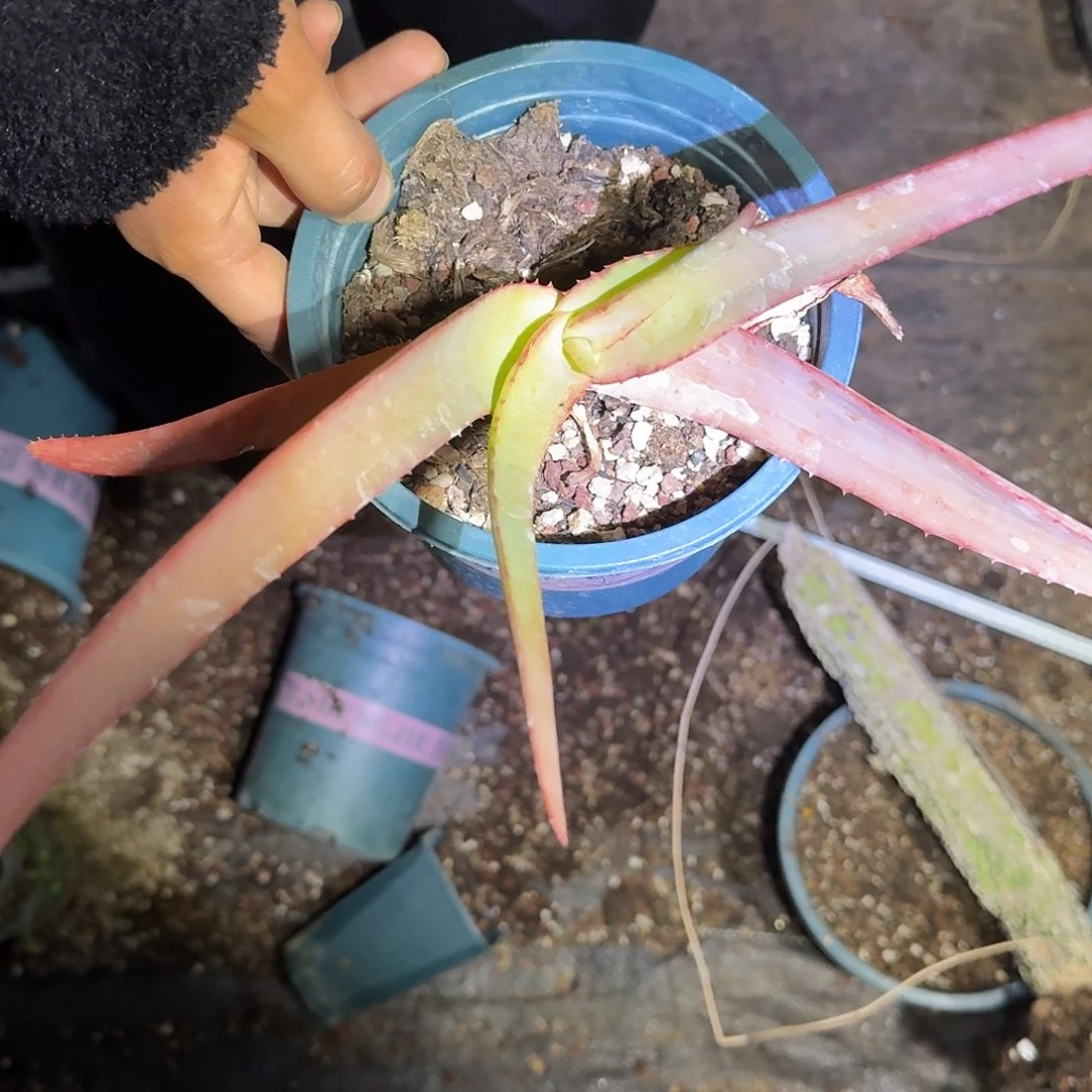 多肉植物 饭吧轮多肉