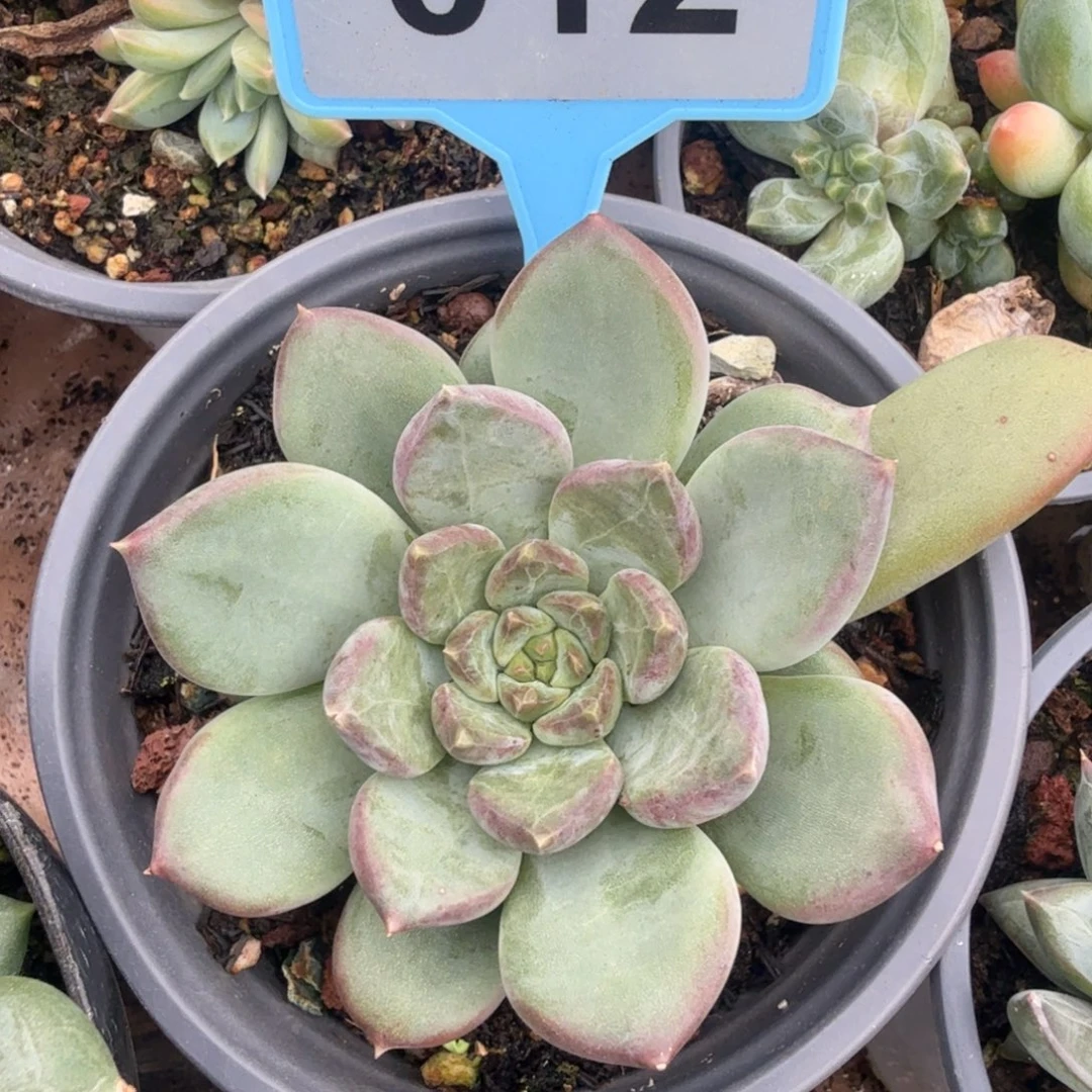 多肉植物一物一拍012