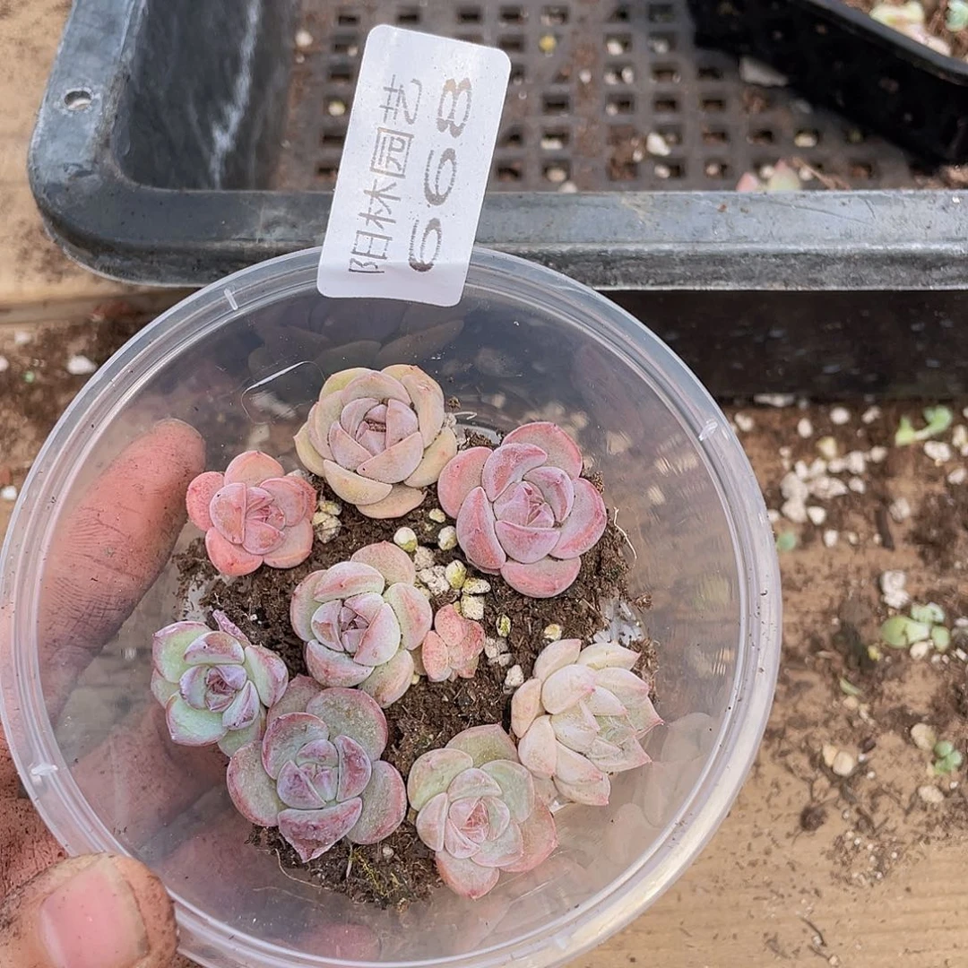 把****你多肉植物多肉植物668