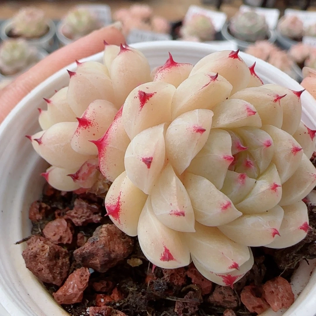 花语逸镜0327-128