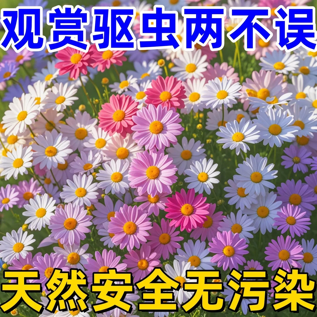 【除虫菊种子】菊花种子多年生植物四季播种花种子庭院阳台多色组合