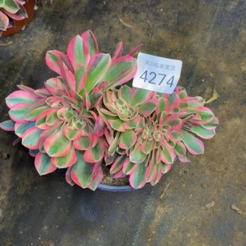 粉女巫多肉植物4274