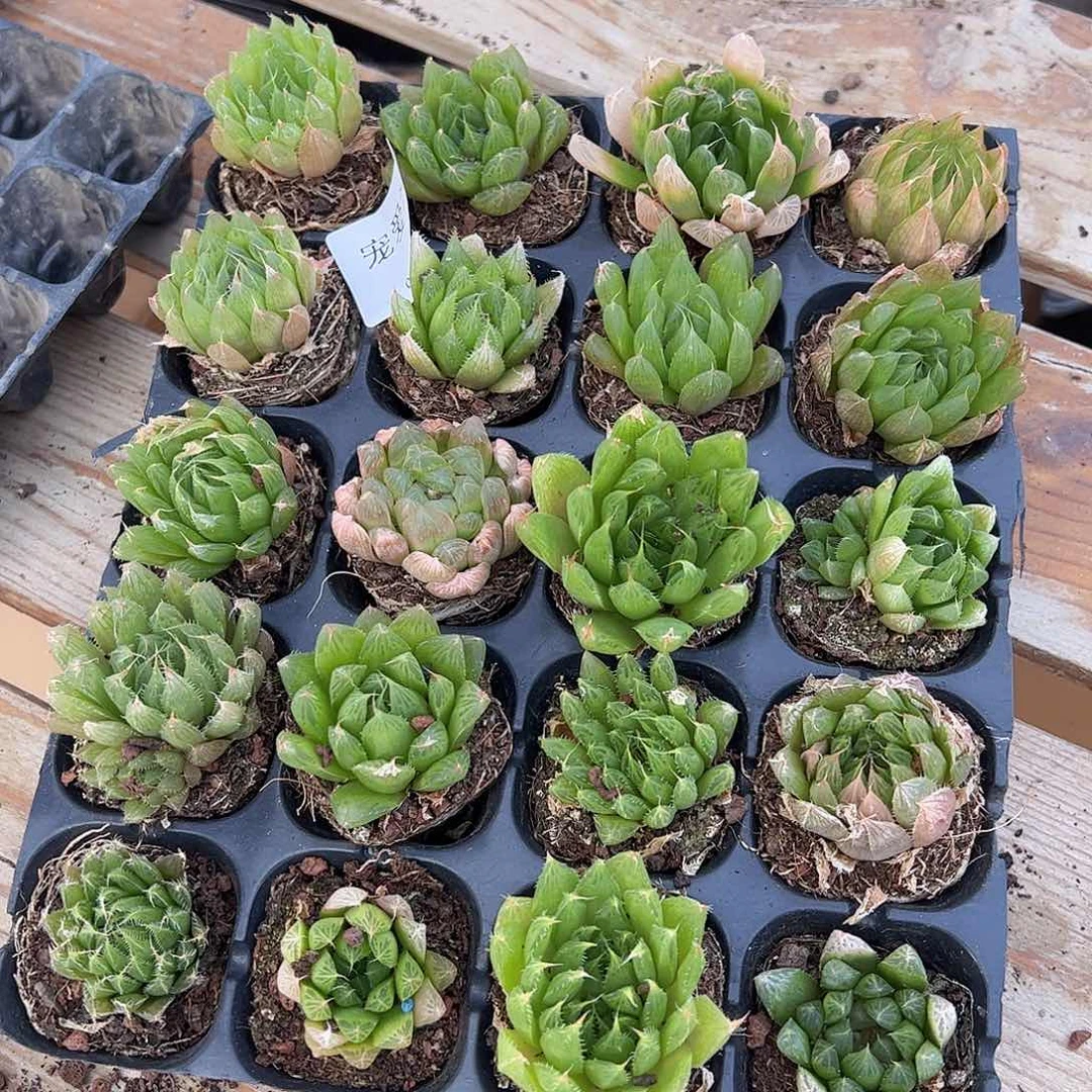 直播福利一物一拍瑕疵不售后29