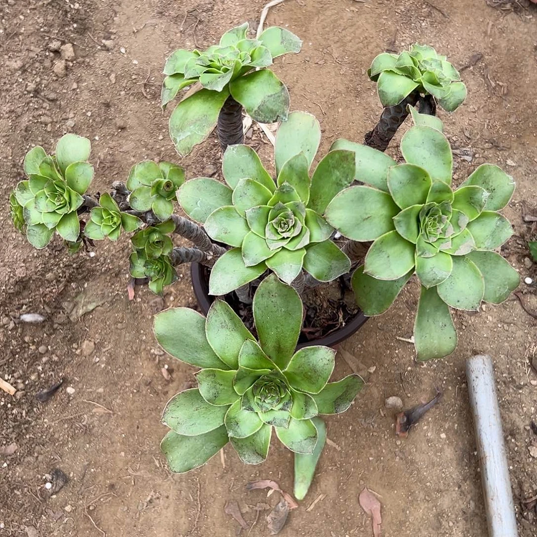 M***r多肉植物多肉植物