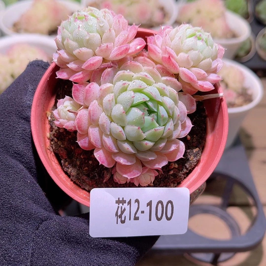 花利美12-100羊脂球