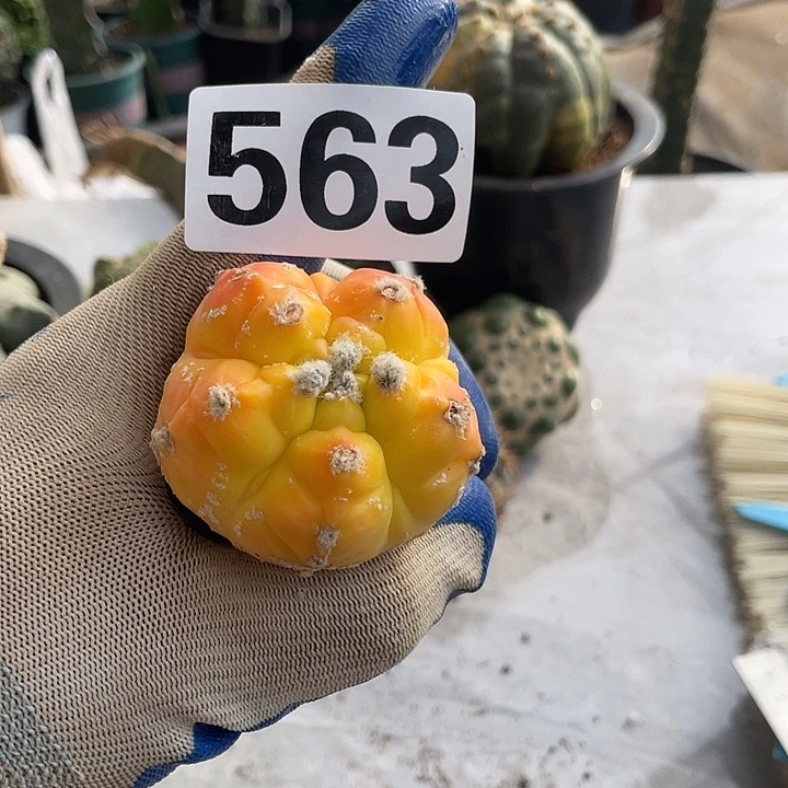 完全开放563栾锦一个