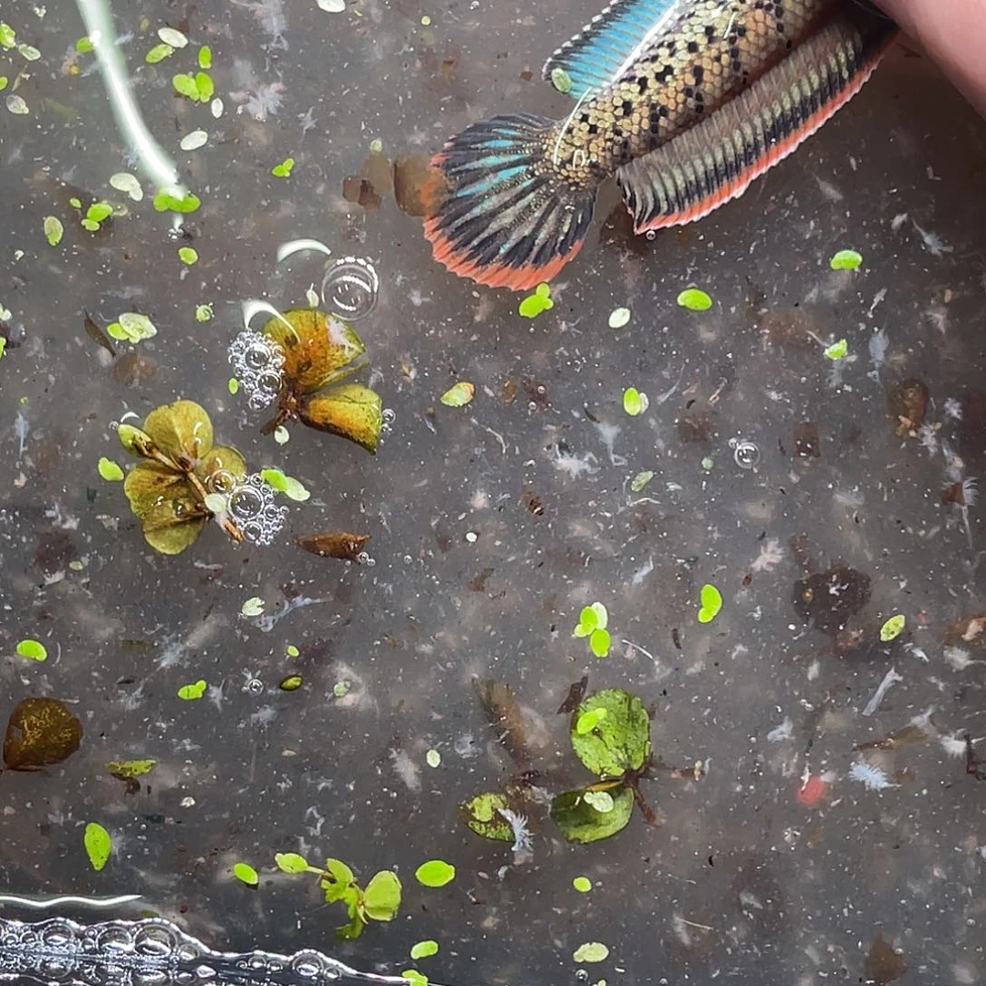 *****雷龙鱼74号1111111111