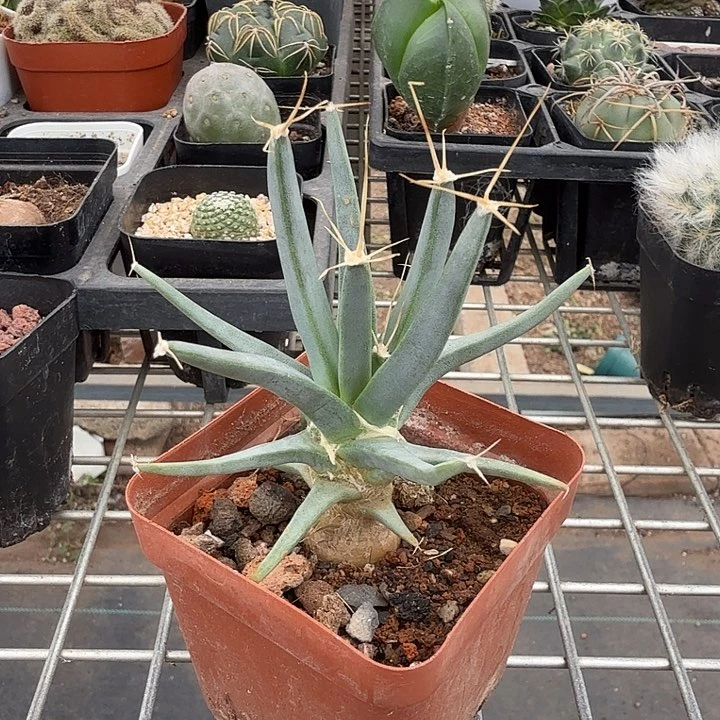 实生光山单9仙人球