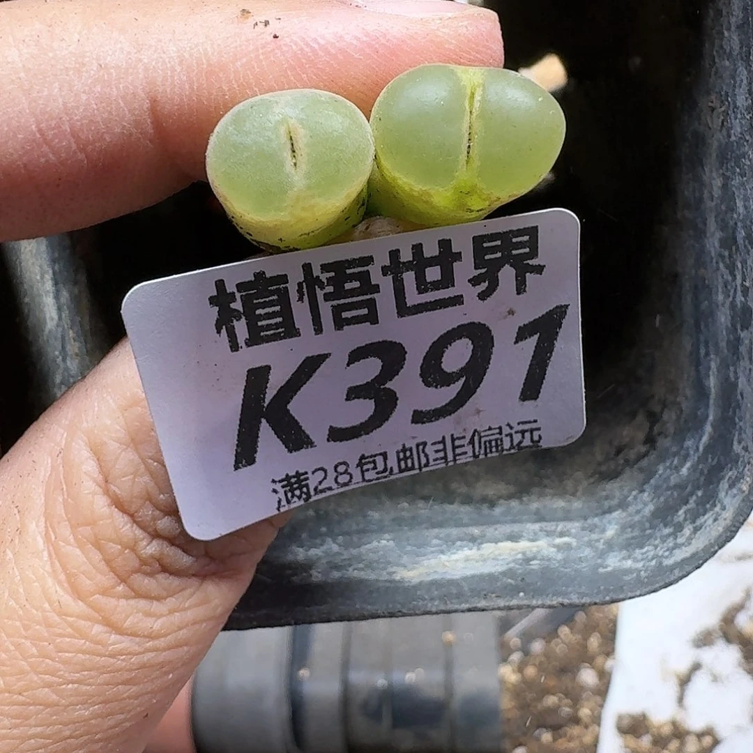多肉植物的人生ghn